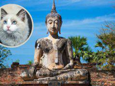 Leggenda buddhista gatto