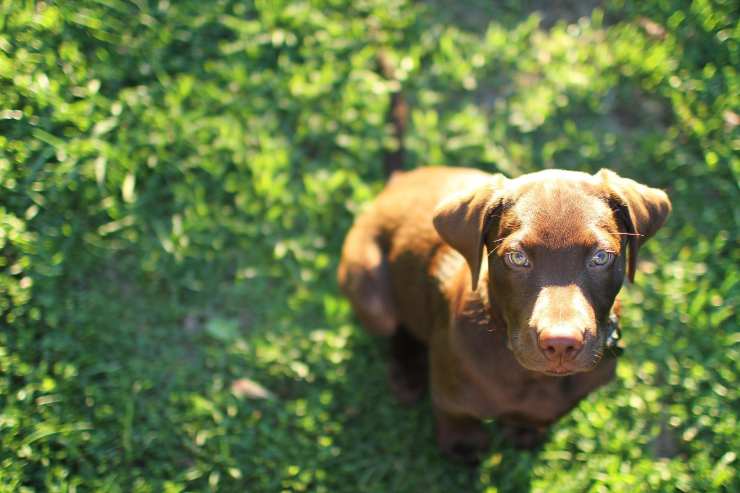 Cucciolo in giardino