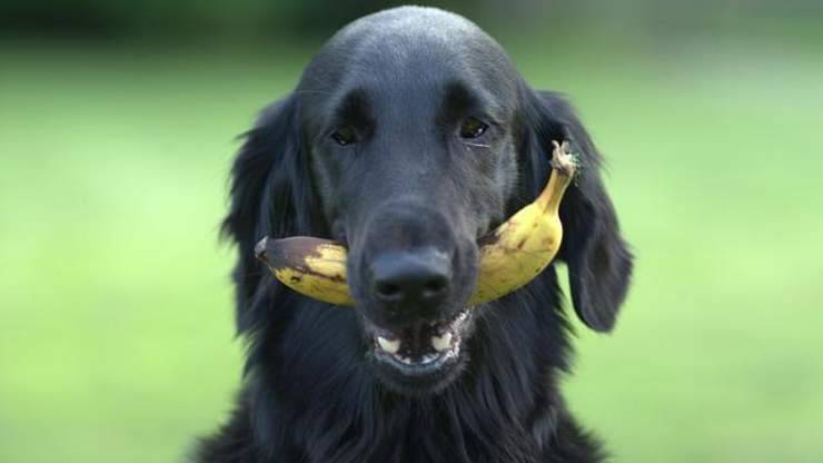 ricette ricche di potassio per cane