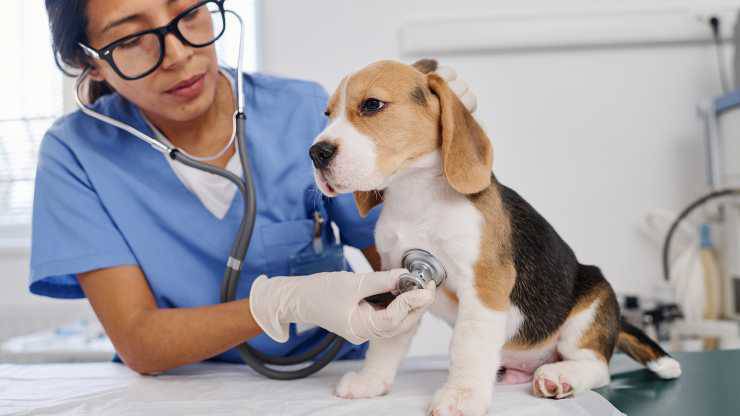 síndrome de dificultad respiratoria aguda en perros