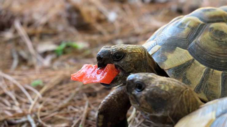 tartaruga cocomero