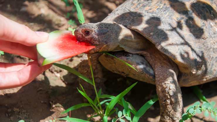 tartaruga può mangiare anguria