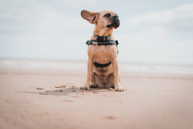 Il cane si rotola sulla sabbia