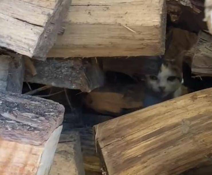 Los niños encuentran un gatito escondido en la madera
