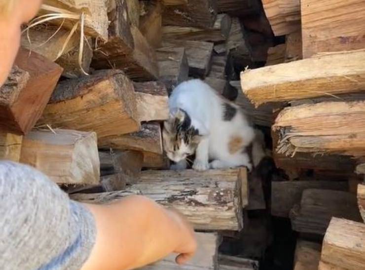 el gatito esconde una pila de troncos
