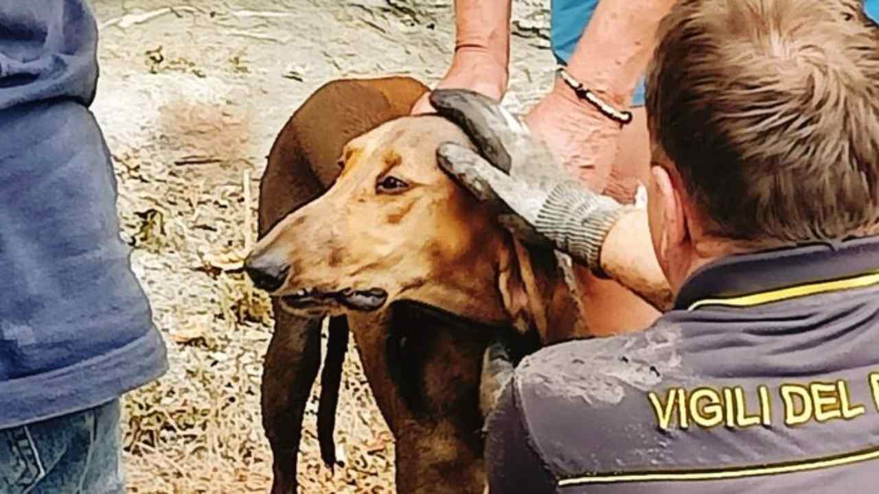 Cane rimane bloccato nel tubo per sei ore ore di angoscia per lui