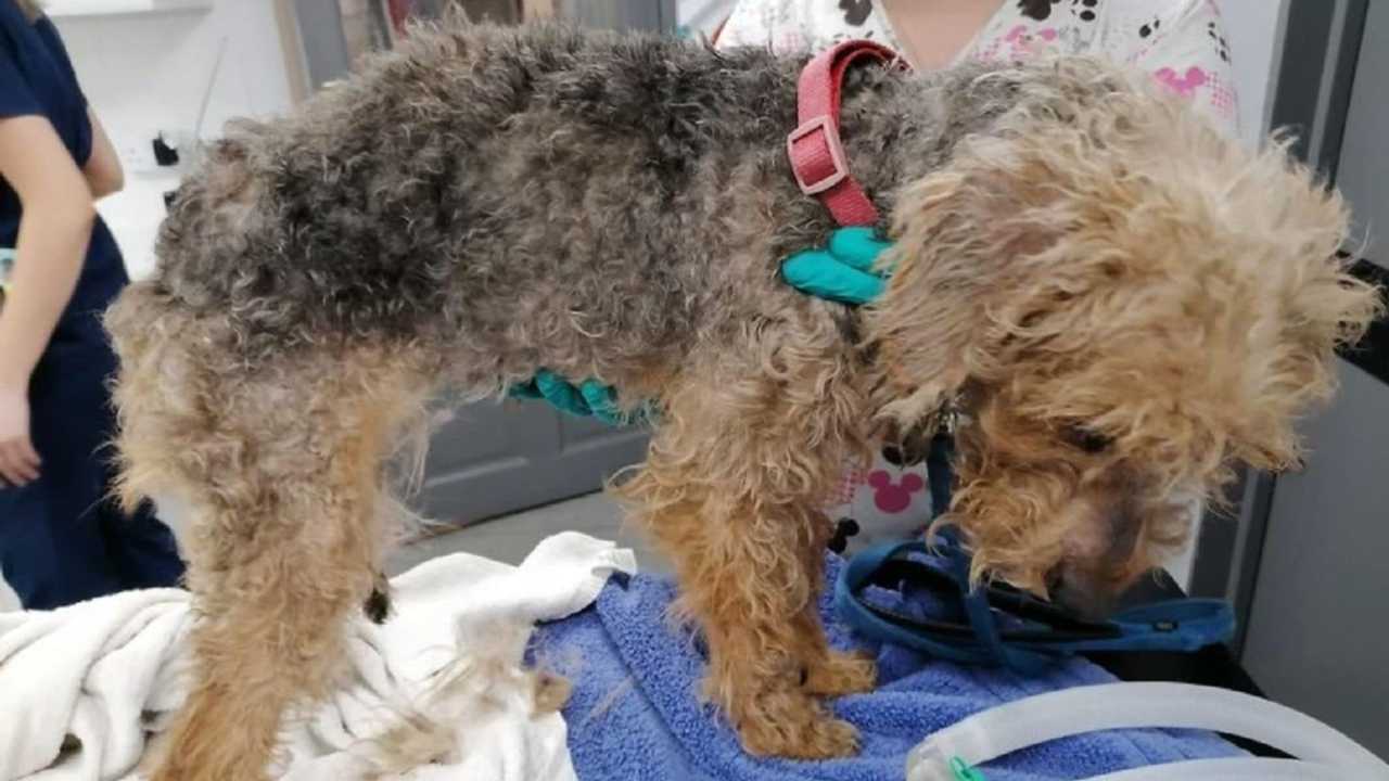 Sopravvive Per Miracolo: Cane Viene Lanciato Da Un'auto A 50 Miglia All'ora - Foto 2