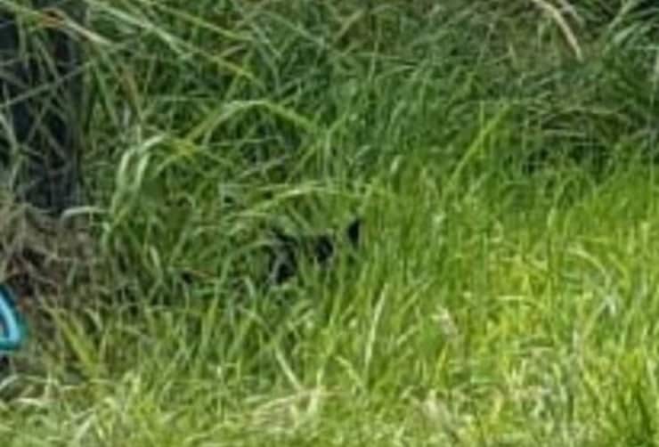 Il test visivo per persone intraprendenti solo i più acuti riusciranno a vedere la creatura nascosta.