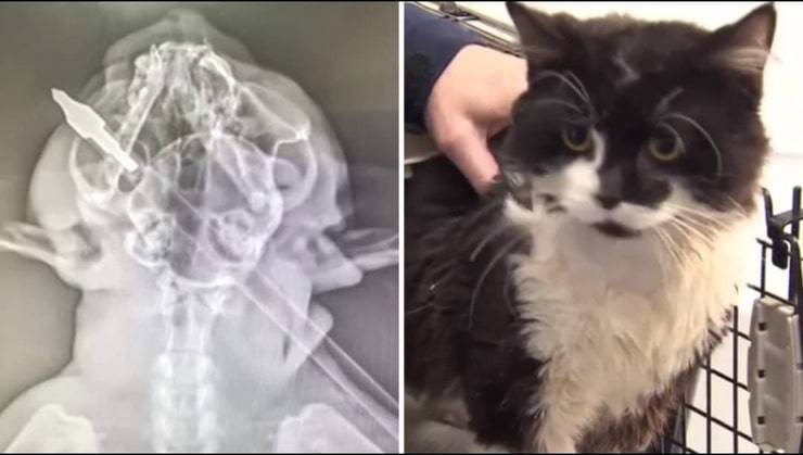 Bambino trova il suo gatto ferito gravemente con una freccia al collo (Screen Video)