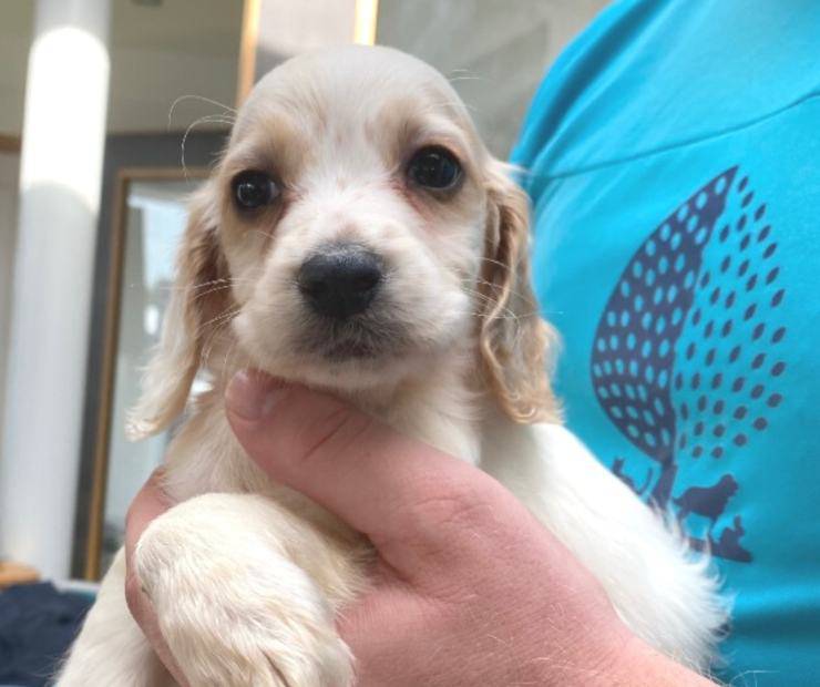 cagnolina Winnie malattia congenita