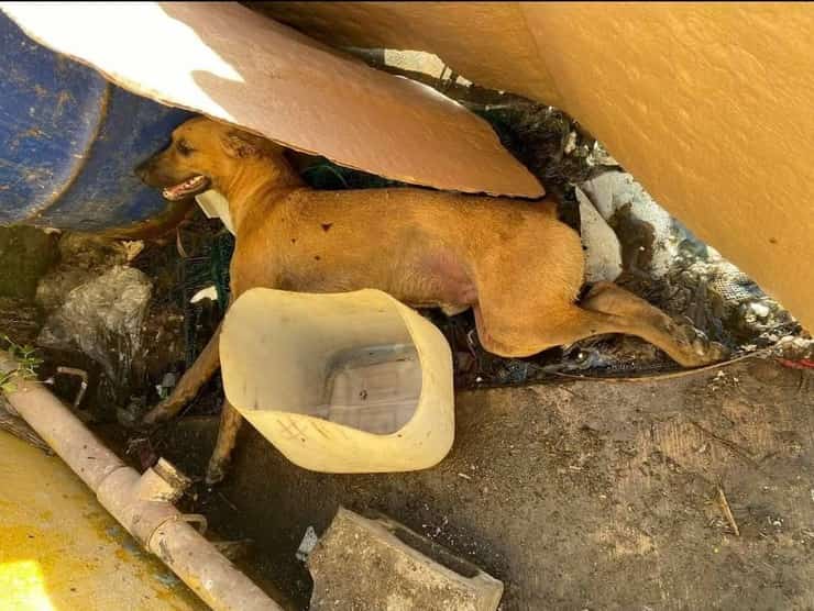 Investono la cagnolina e la abbandonano a morire in discarica (Foto Facebook)