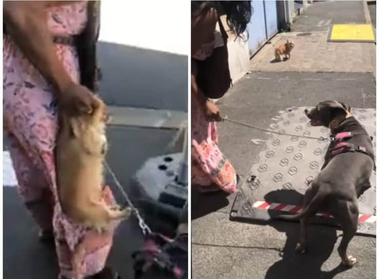 Donna porta a spasso il suo cane per le orecchie: il video la inchioda (Video)