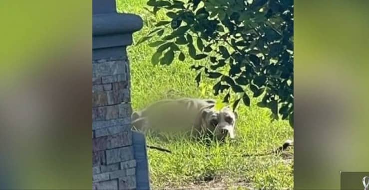 Legato a catena e abbandonato nel giardino ma per la polizia è tutto regolare