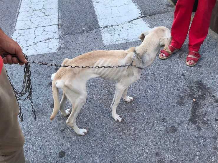 Cane malnutrito trovato nei boschi del savonese