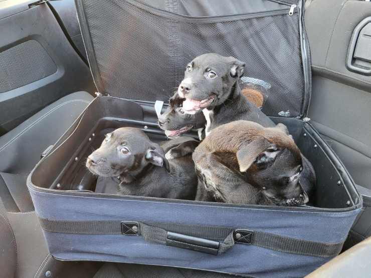 quattro cuccioli abbandonati valigia 