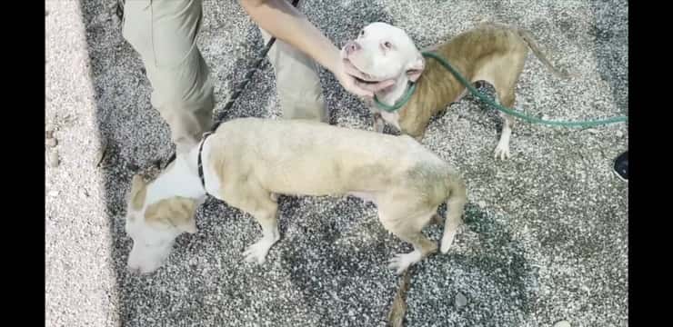 Tortura i suoi cani e poi beve detersivo per non andare in prigione (Screen Video)