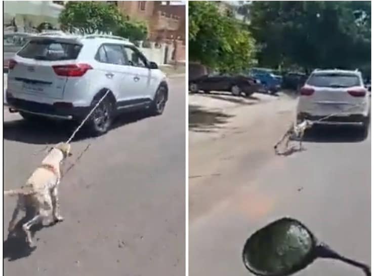 Lega il cane all'auto e lo trascina in strada : medico incastrato dal video