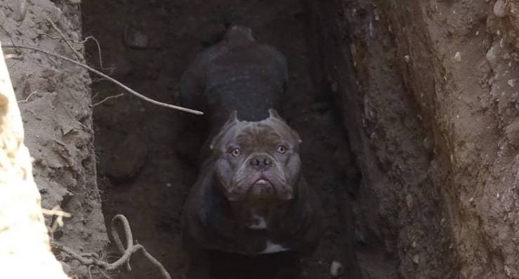 Precipita in una trincea profondissima, cucciola salva solo grazi al loro intervento