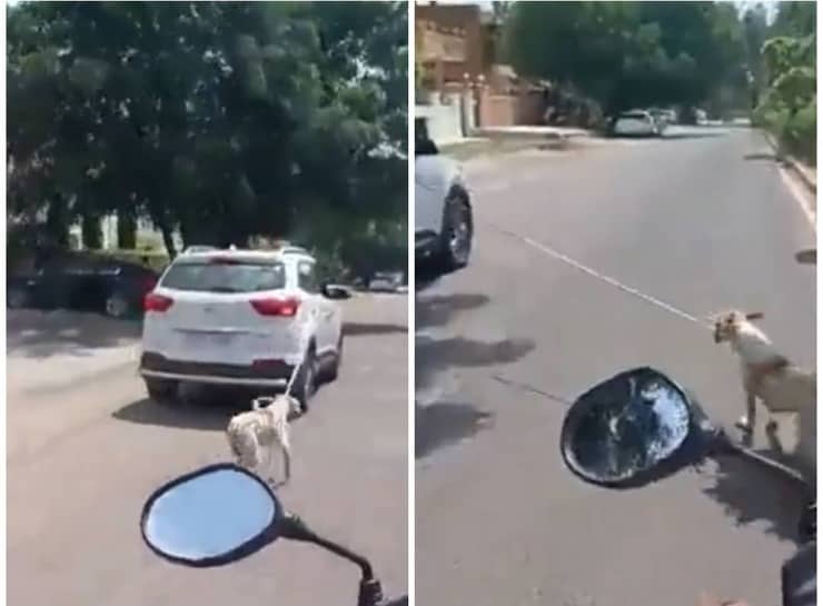 Lega il cane all'auto e lo trascina in strada : medico incastrato dal video