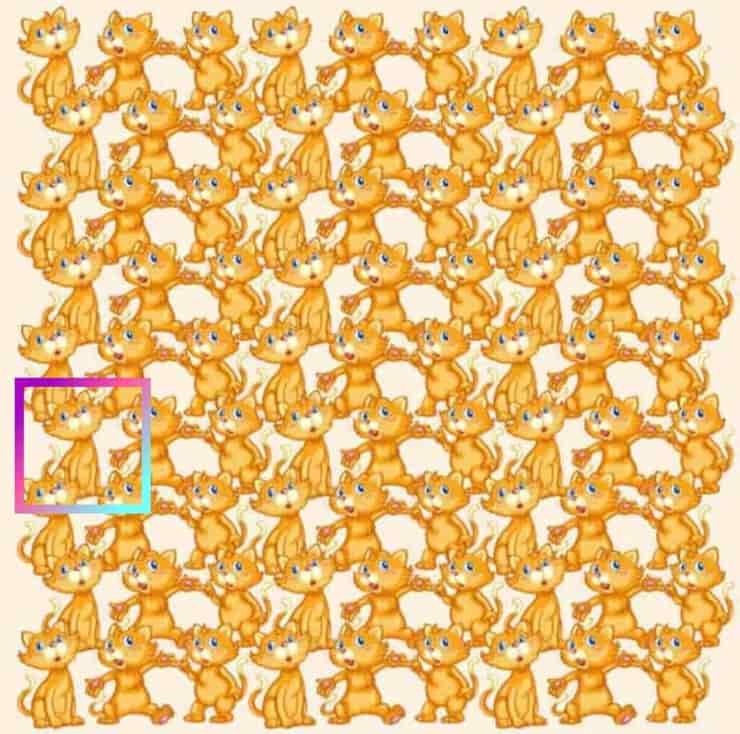 Trova il felino diverso, sono le persone brillanti riusciranno bell'intento
