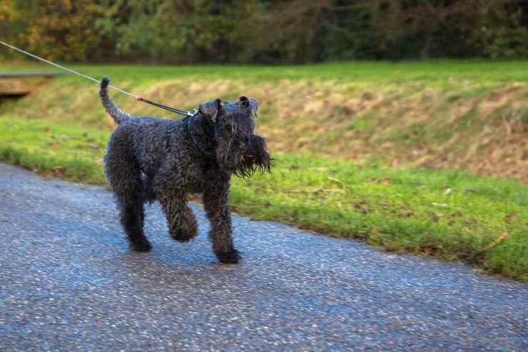 Kerry blue terrier