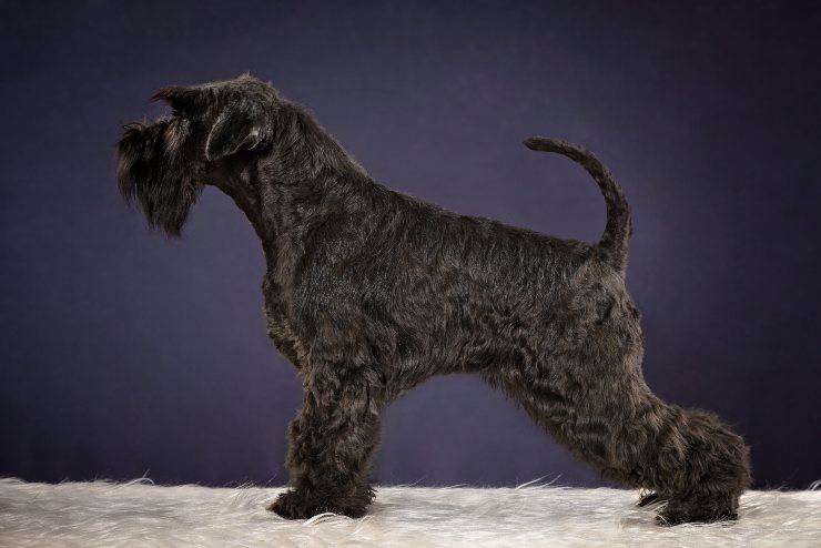 Kerry blue terrier