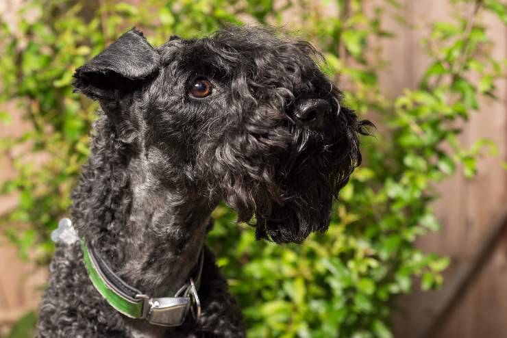 Kerry blue terrier