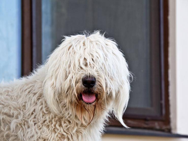 Komondor, pastore ungherese