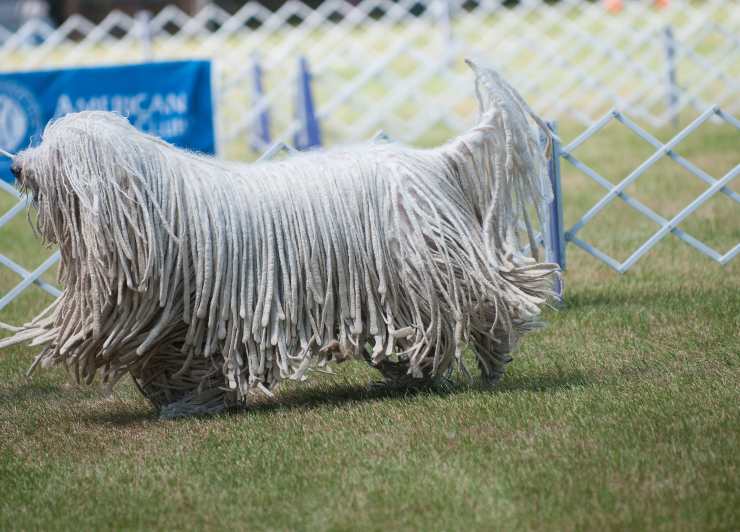 Komondor