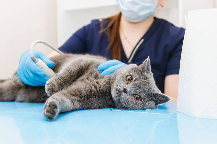 I gatti possono donare gli organi?
