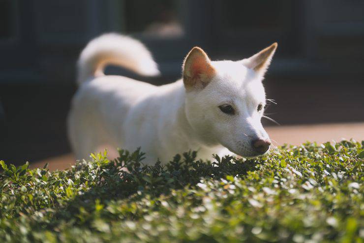 Cane Kishu