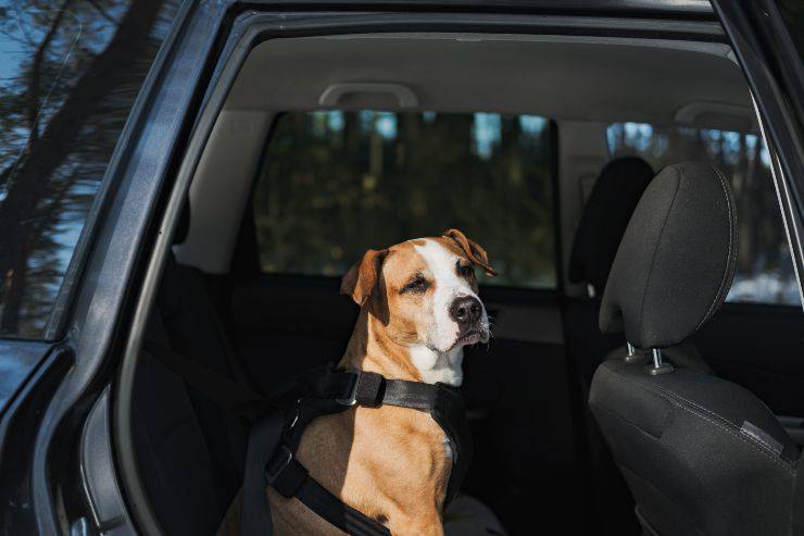 Prohibición del cinturón de seguridad para perros