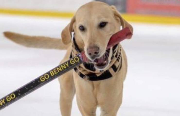 Benny cane pattinatore ghiaccio 