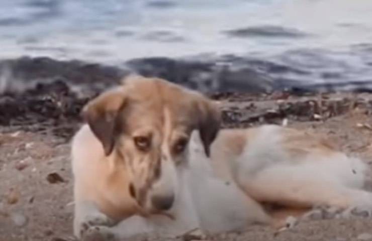 Blue cane randagio spiaggia