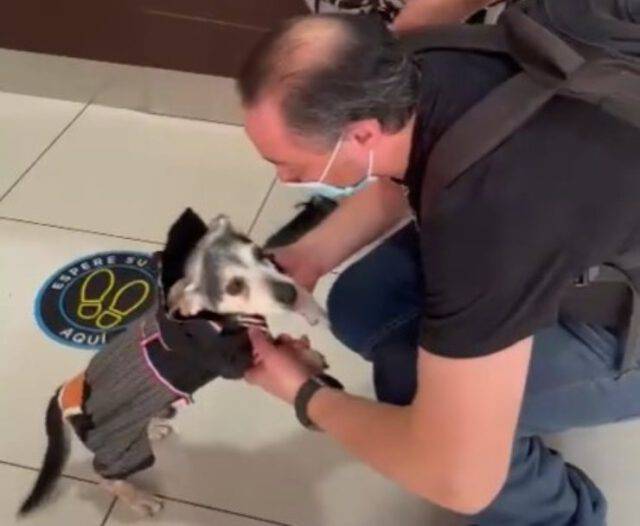 22 giorni passati in terapia intensiva il cane diventa virale VIDEO