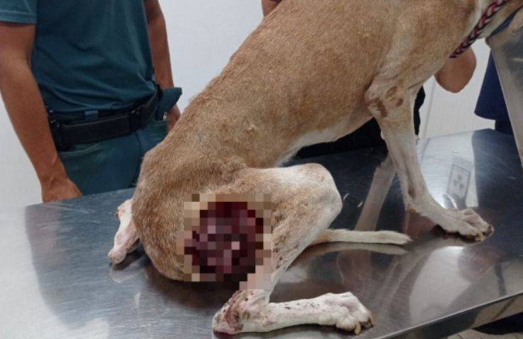 cane maltrattato da veterinario