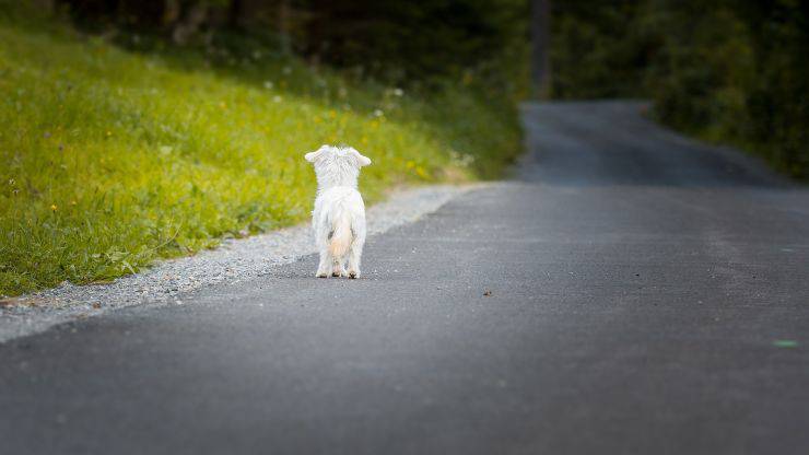 cane abbandonato in strada