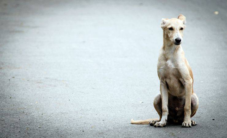 cane in strada