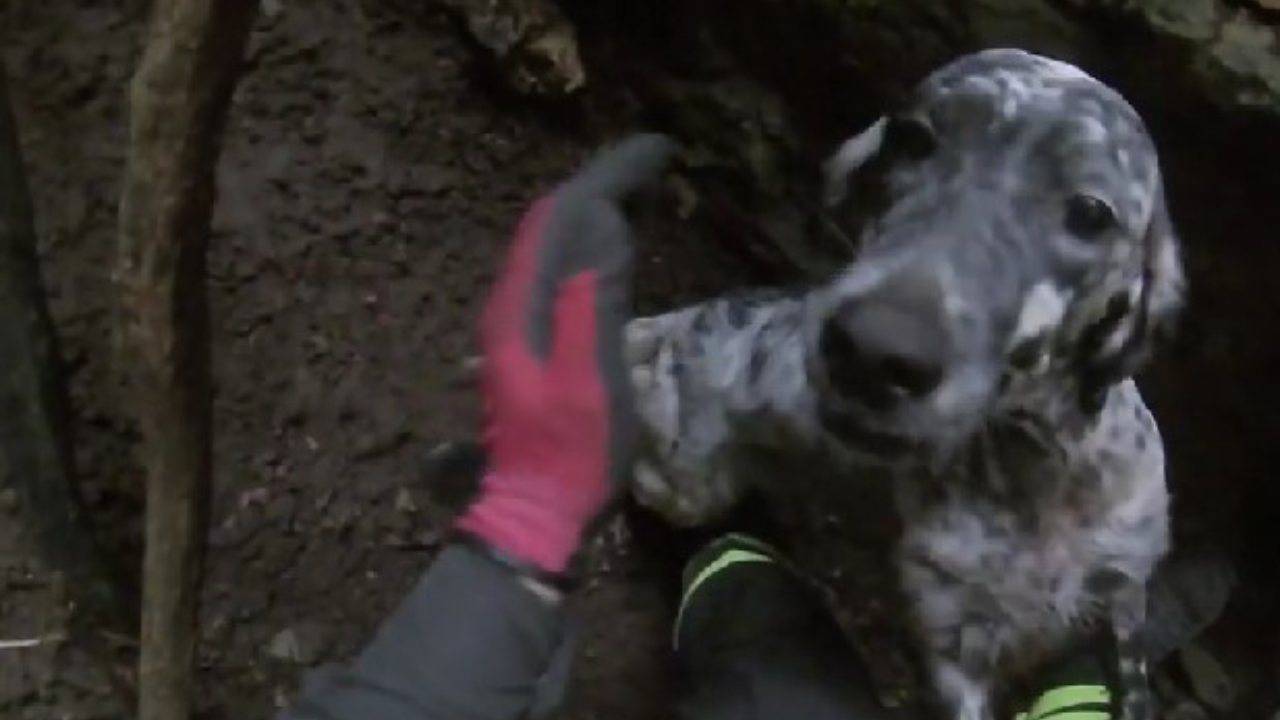 Vicenza: cane cade in una voragine e fa un volo di 20 metri - VIDEO
