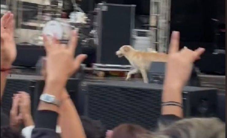 cane sale su palco