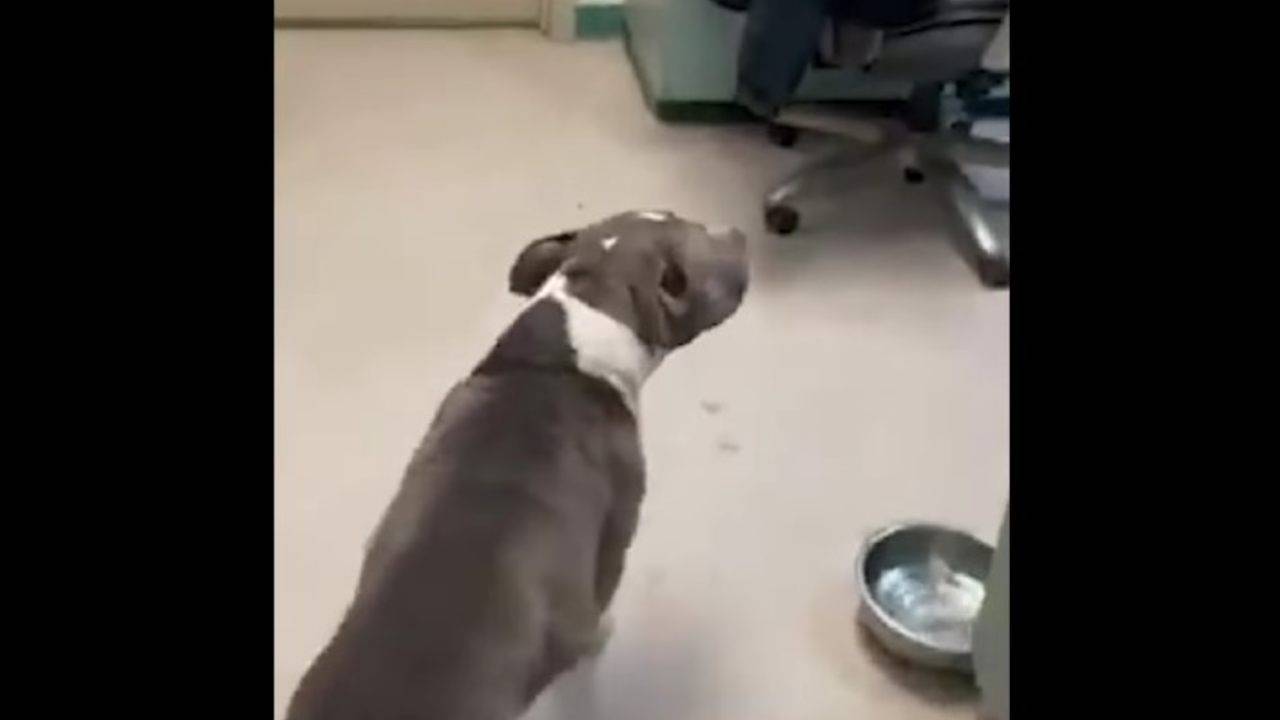 Famiglia Ritrova Il Suo Cucciolo Di Cane Scomparso Dopo Un Anno VIDEO