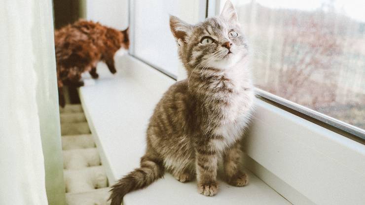 Come tenere il gatto lontano dai davanzali