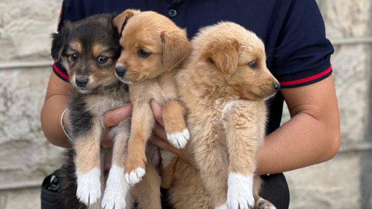 cuccioli abbandonati campania