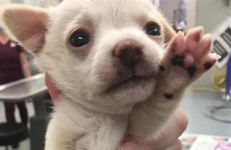 cane senza zampetta abbandono 