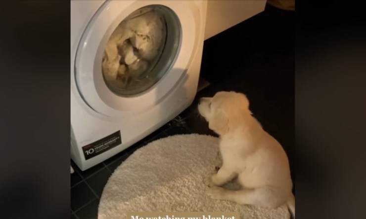 Cachorro frente a la lavadora video