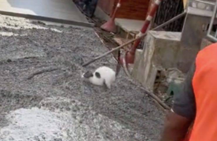 gatto cade cemento fresco 