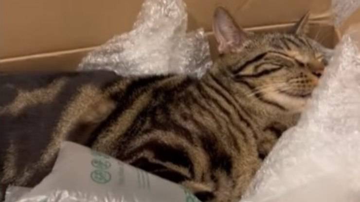 gatto dorme dentro scatola 