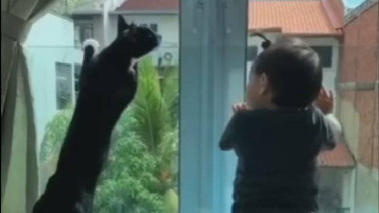 bambino e gatto video