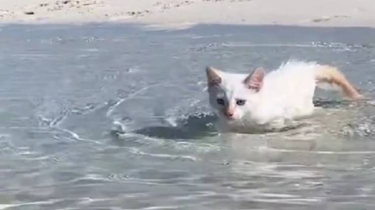gatto in acqua