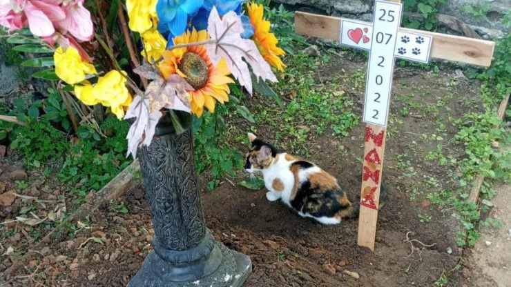 gatto e cane migliori amici